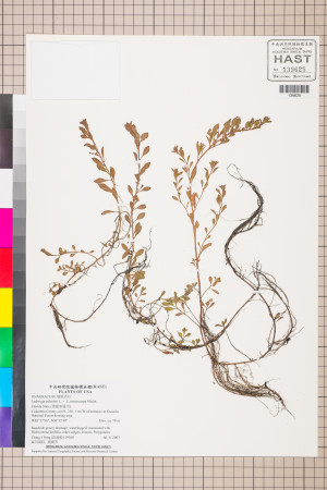 Ludwigia palustris L. ×  L. microcarpa Michx._標本_BRCM 3509
