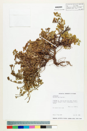 Vernonia maritima Merr._標本_BRCM 5085
