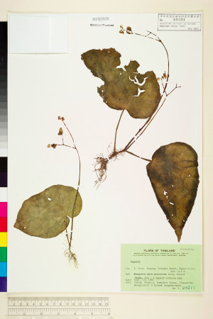 Begonia curtisii標本_BRCM 1326