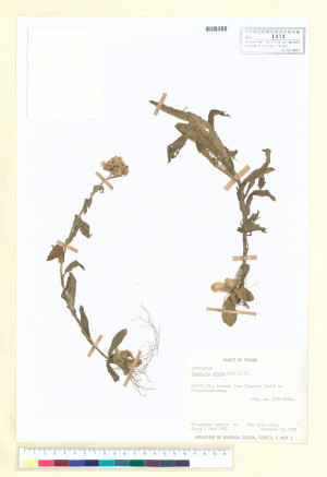 Anaphalis adnata (Wall.) DC._標本_BRCM 6777