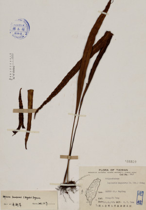 Lepisorus megasorus (C. Chr.) Ching_標本_BRCM 4081