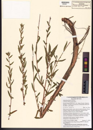 Ludwigia sphaerocarpa Elliott_標本_BRCM 7789