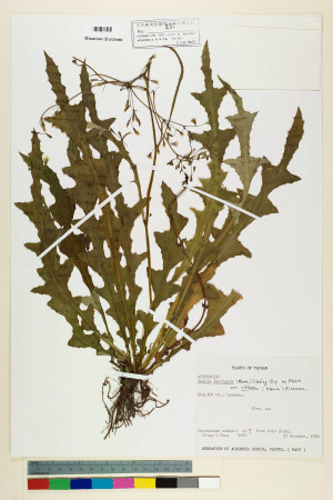 Ixeris laevigata (Blume) Schultz-Bip. ex Maxim var. oldhami (Maxim.) Kitam._標本_BRCM 6876