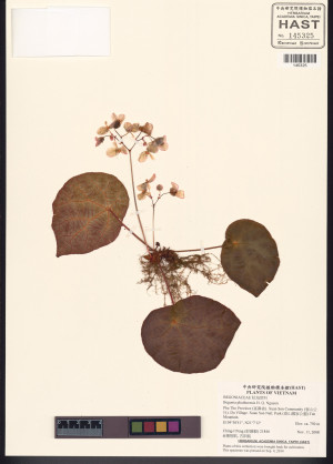 Begonia phuthoensis標本_BRCM 8181