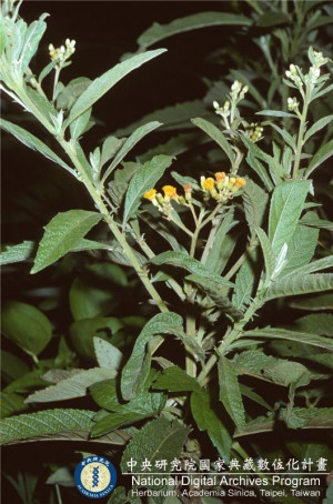 Blumea balsamifera (L.) DC._BRCM 6190