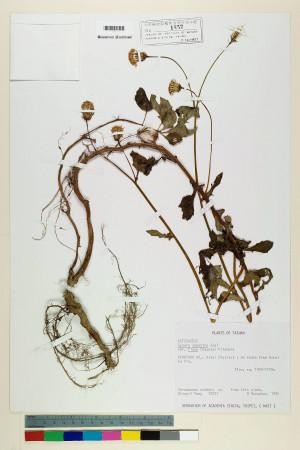 Gynura japonica (Thunb.) Juel var. flava (Hayata) Kitam._標本_BRCM 6901