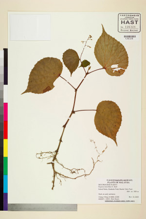 Begonia minutiflora標本_BRCM 2486