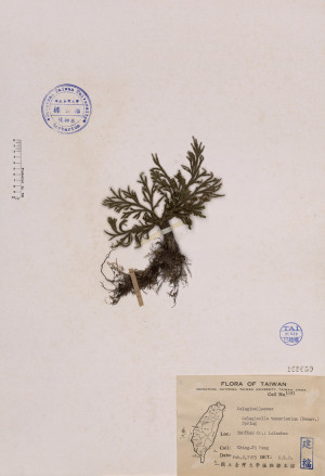 Selaginella tamariscina (Beauv.) Spring_標本_BRCM 4015