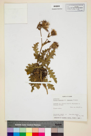 Cirsium japonicum DC. var. takaoense Kitam._標本_BRCM 5828