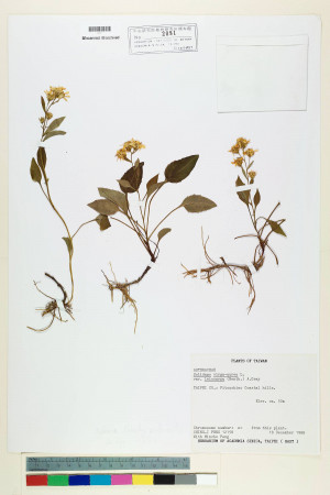 Solidago virgaurea L. var. leiocarpa (Benth.) A. Gray_標本_BRCM 7184