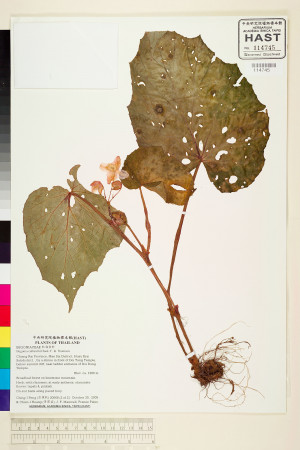 Begonia siamensis標本_BRCM 2088