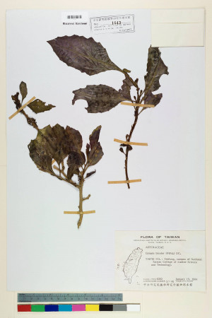 Gynura bicolor (Roxb. & Willd.) DC._標本_BRCM 6501