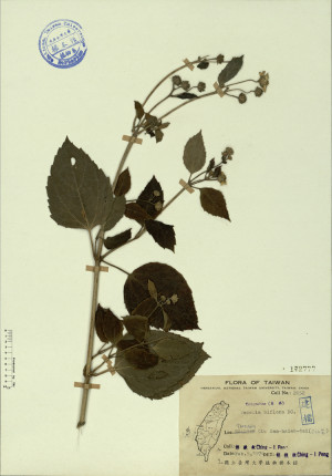 Wedelia biflora DC._標本_BRCM 4327