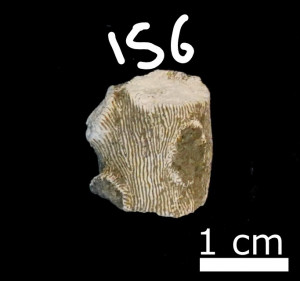 Dendrophyllia sp. [ASIZF0100156]