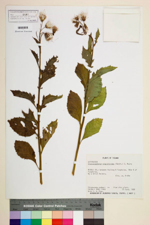 Crassocephalum crepidioides (Benth.) S. Moore_標本_BRCM 7110