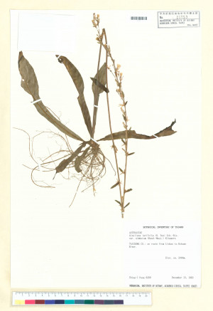 Ainsliaea latifolia (D. Don) Sch.-Bip. var. nimborum (Hand.-Mazz.) Kitam._標本_BRCM 6488