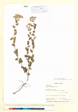Aster lasiocladus Hayata_標本_BRCM 5310