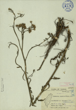 Saussurea japonica (Thunb.) DC._標本_BRCM 3907