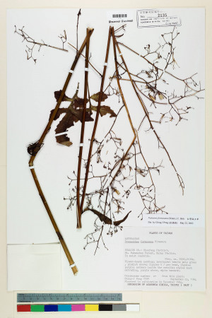 Notoseris formosana (Kitam.) C. Shih_標本_BRCM 6601