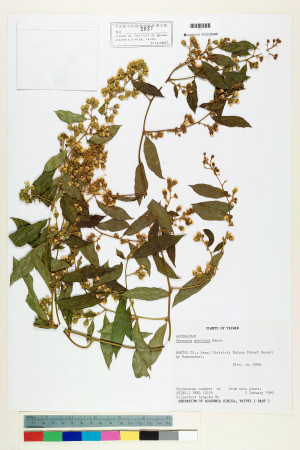 Vernonia gratiosa Hance_標本_BRCM 5138