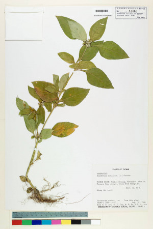 Synedrella nodiflora (L.) Gaertn._標本_BRCM 7316