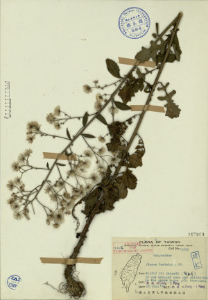 Blumea laciniata DC._標本_BRCM 3962
