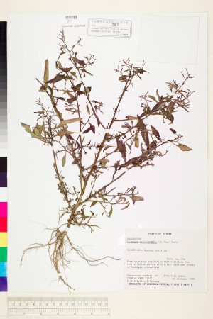 Ludwigia hyssopifolia (G. Don) Exell_標本_BRCM 3632
