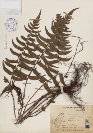 Polystichum lepidocaulon (Hook.) J. Sm._標本_BRCM 4021