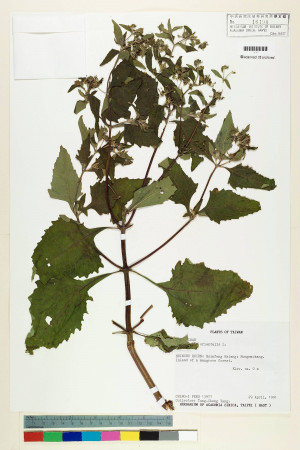Sigesbeckia orientalis L._標本_BRCM 7362