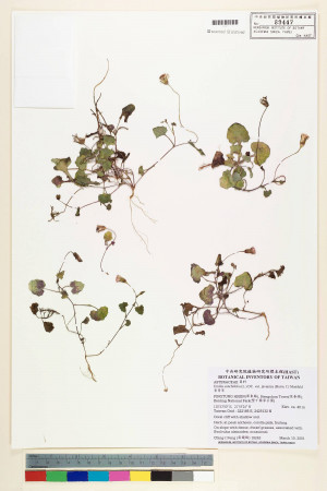 Emilia sonchifolia var. javanica (Burm. f.) Mattf._標本_BRCM 5238