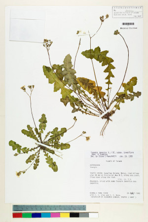 Youngia japonica (L.) DC. subsp. longiflora Babc. & Stebbins_標本_BRCM 5511
