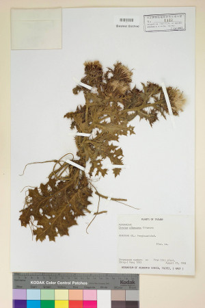 Cirsium albescens Kitam._標本_BRCM 5822