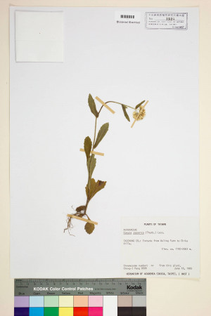 Conyza japonica (Thunb.) Less._標本_BRCM 6680