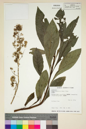 Blumea lanceolaria (Roxb.) Druce_標本_BRCM 3757