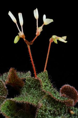 鬚苞秋海棠 (Begonia fimbribracteata Y.M.Shui & W.H.Chen)