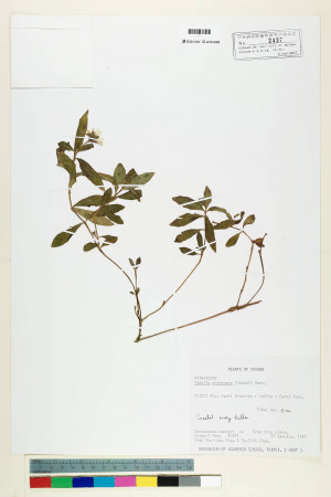 Wedelia chinensis (Osbeck) Merr._標本_BRCM 6924