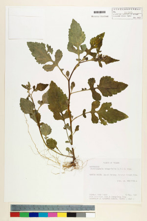 Dichrocephala integrifolia (L. f.) Kuntze_標本_BRCM 7367