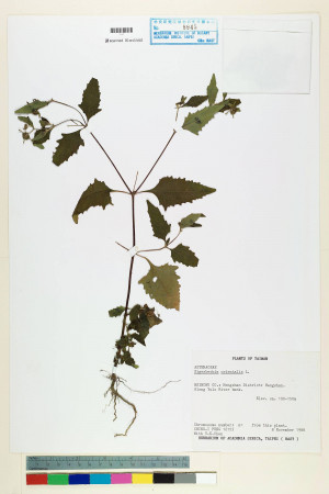 Sigesbeckia orientalis L._標本_BRCM 7182