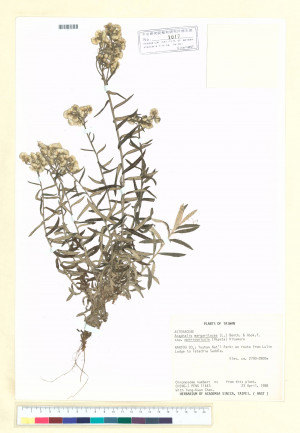Anaphalis margaritacea (L.) Benth. & Hook. f. subsp. morrisonicola (Hayata) Kitam._標本_BRCM 7074