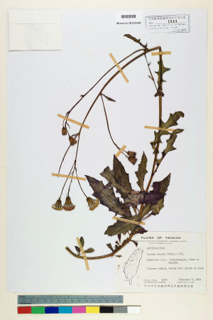 Gynura bicolor (Roxb. & Willd.) DC._標本_BRCM 6503