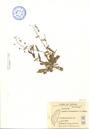 Capsella bursa-pastoris (L.) Medic._標本_BRCM 4620