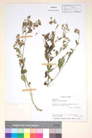 Blumea lacera (Burm. f.) DC._標本_BRCM 3800