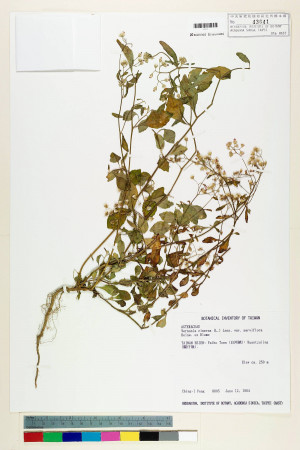 Vernonia cinerea (L.) Less. var. parviflora (Reinw.) DC._標本_BRCM 5094