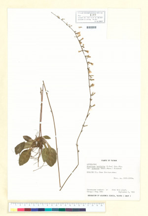 Ainsliaea latifolia (D. Don) Sch.-Bip. var. nimborum (Hand.-Mazz.) Kitam._標本_BRCM 6439