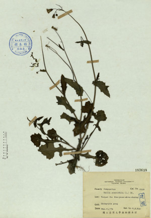 Emilia sonchifolia (L.) DC._標本_BRCM 4528
