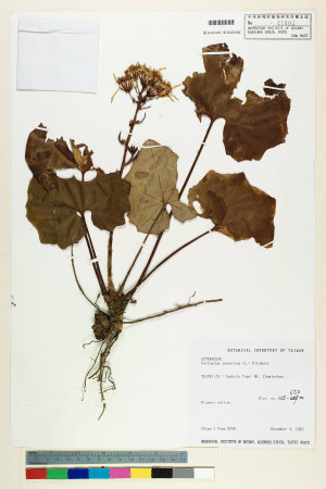 Farfugium japonicum var. formosanum (Hayata) Kitam._標本_BRCM 6484
