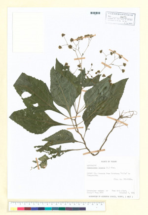Adenostemma lavenia (L.) Kuntze_標本_BRCM 6756
