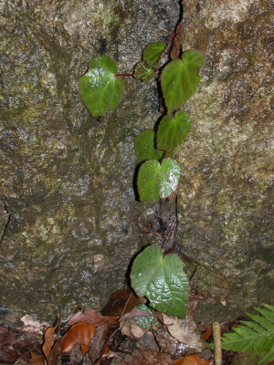 崇左秋海棠 (Begonia chongzuoensis Yan Liu, S.M.Ku & C.I Peng)