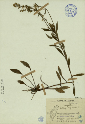 Solidago virga-aurea L._標本_BRCM 3830