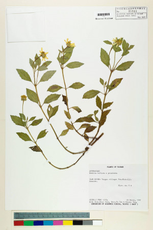 Wedelia biflora (L.) DC._標本_BRCM 7345